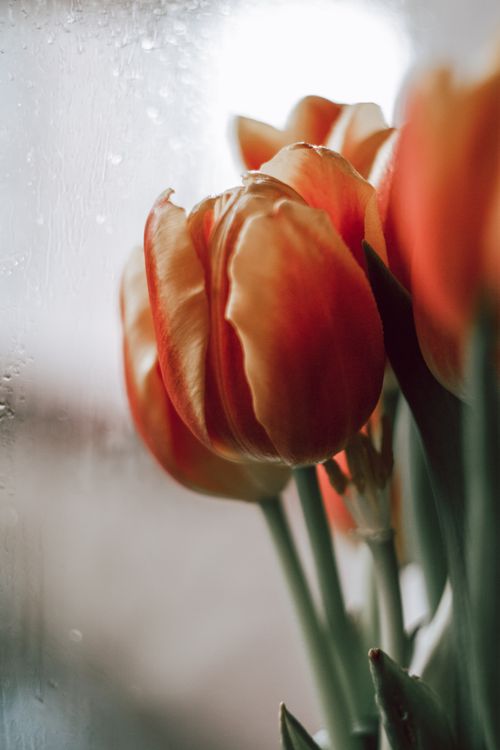 Free A beautiful close-up shot of orange tulips against a dewy window, capturing the essence of spring. Stock Photo