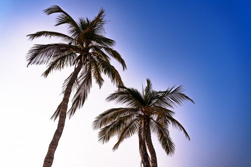 Free Tall palm trees under a bright blue sky in Khor Fakkan, United Arab Emirates, evoking a tropical, serene vibe. Stock Photo