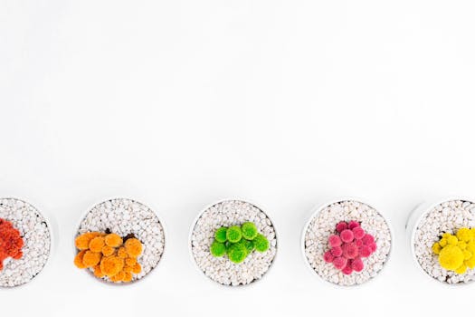 白色盆中，鹅卵石环绕着充满活力的仙人掌，顶视图置于白色背景之上