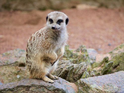 Free A solitary meerkat stands alert on rocks, showcasing its natural behavior. Stock Photo