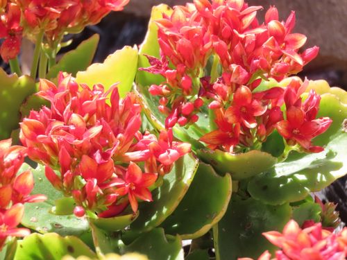 Free stock photo of blooming, blooms, blossoms Stock Photo