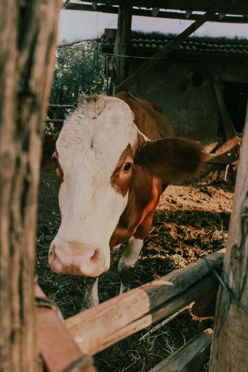 Free A curious cow peeks through the barn fence on a sunny day. Rustic farm life scene. Stock Photo