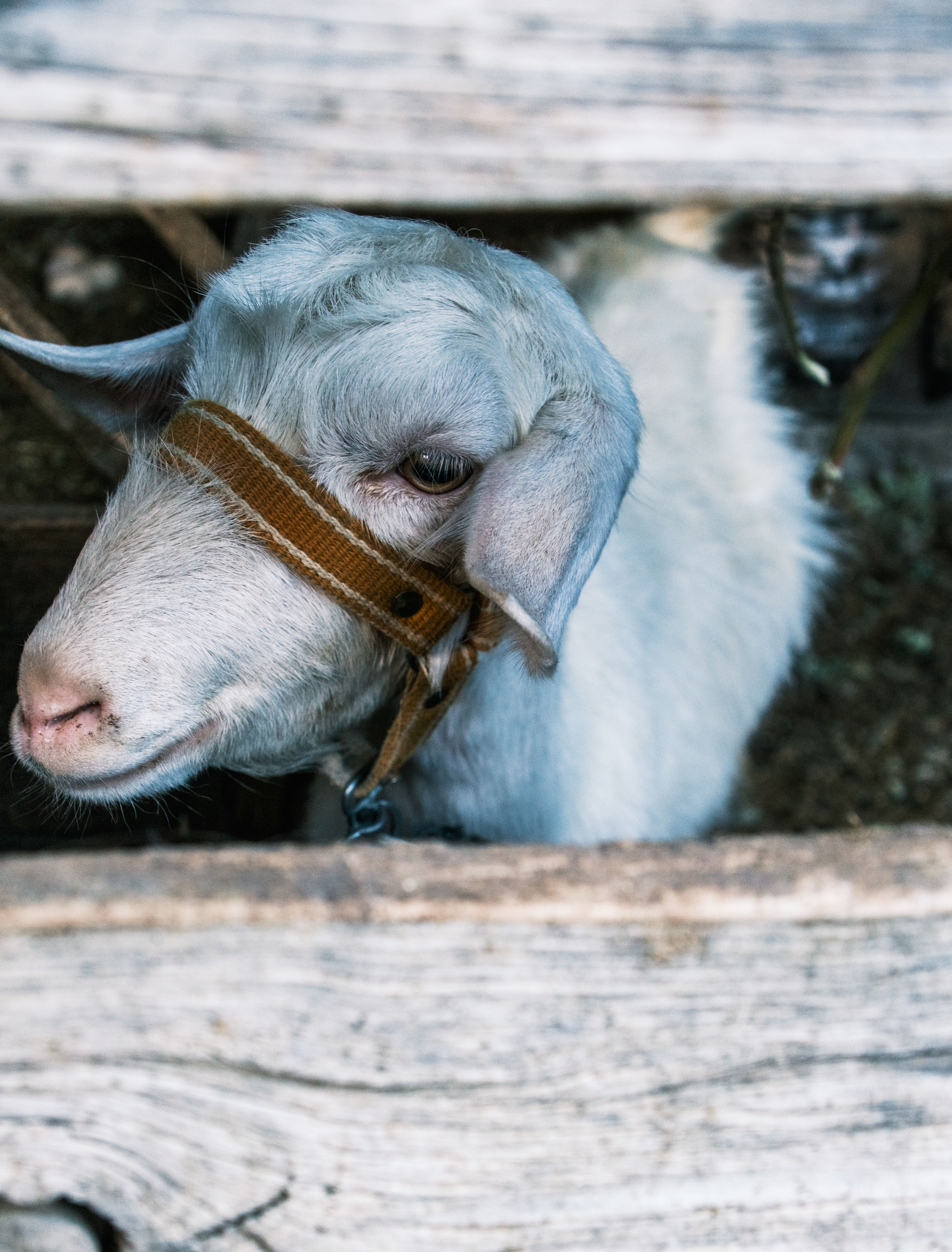 Close-up of a white goat peering through a rustic wooden fence in a farm setting.