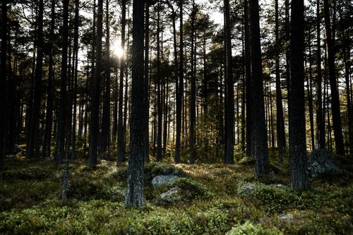 Free Serene forest in Fyresdal with sunlight filtering through tall trees, creating a tranquil ambiance. Stock Photo