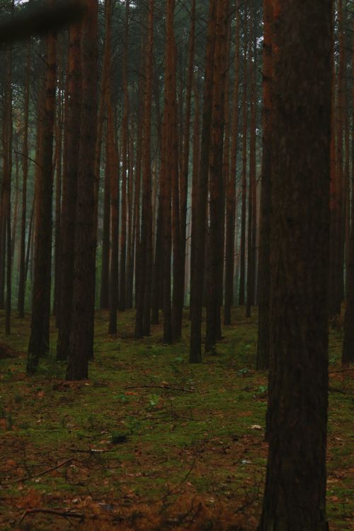 Free A misty pine forest with dense tree trunks and a green mossy floor, evoking tranquility. Stock Photo