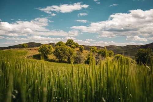 Free A peaceful summer scene featuring lush green fields, trees, and a blue sky with clouds. Stock Photo