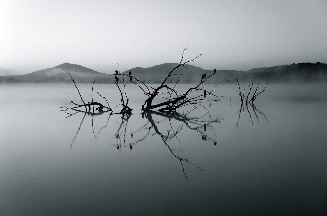 Silhouette of Tree Branch on Body of Water