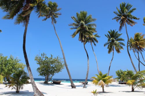 Palm Trees On The  Beach