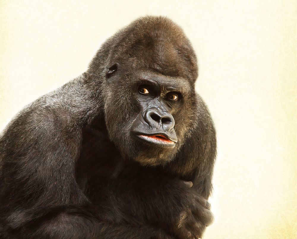 Angry Rgorilla 100+ Great Angry Gorilla Photos Pexels · Free Stock Photos