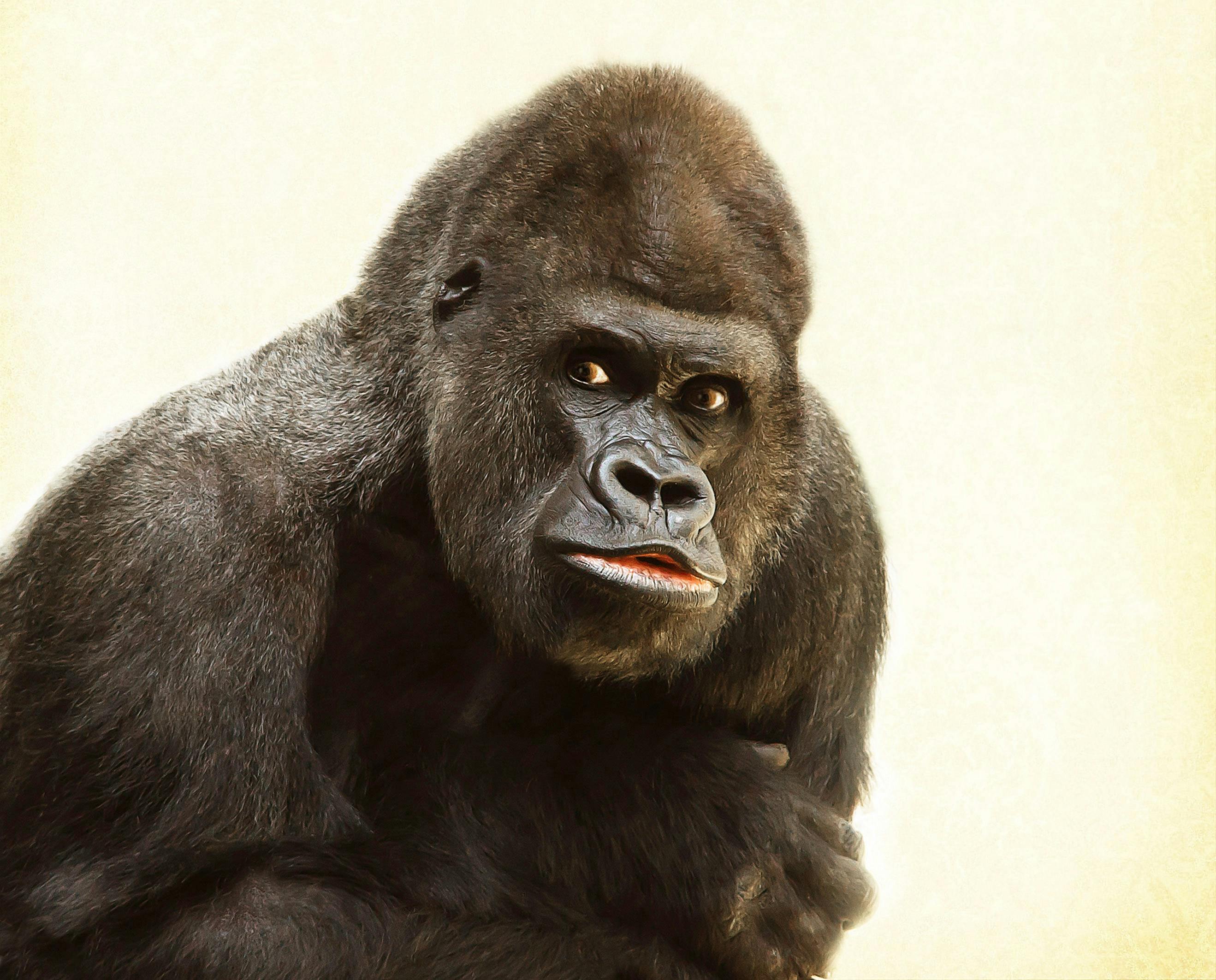 gorilla-silverback-animal-silvery-grey-39571.jpeg?cs=srgbu0026dl=tier-pelz-zoo-39571.jpgu0026fm=jpg