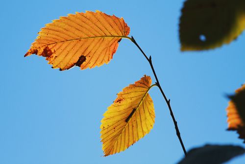 Free Close-up of vibrant autumn leaves against a bright blue sky. Stock Photo