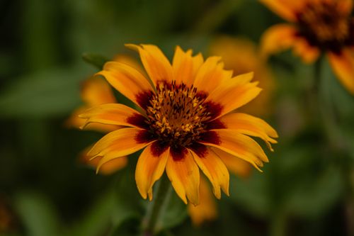 Free Stunning close-up of a vibrant Gaillardia flower with rich orange and red petals in full bloom. Stock Photo