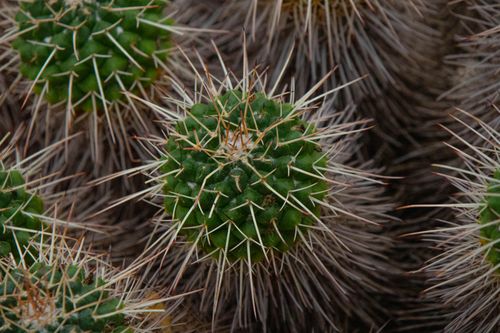Free Detailed close-up of spiky green cactus, showcasing intricate natural details and textures. Stock Photo