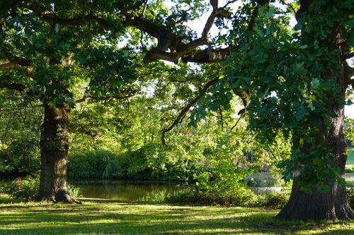 Free A peaceful forest landscape with lush oak trees beside a serene pond. Stock Photo