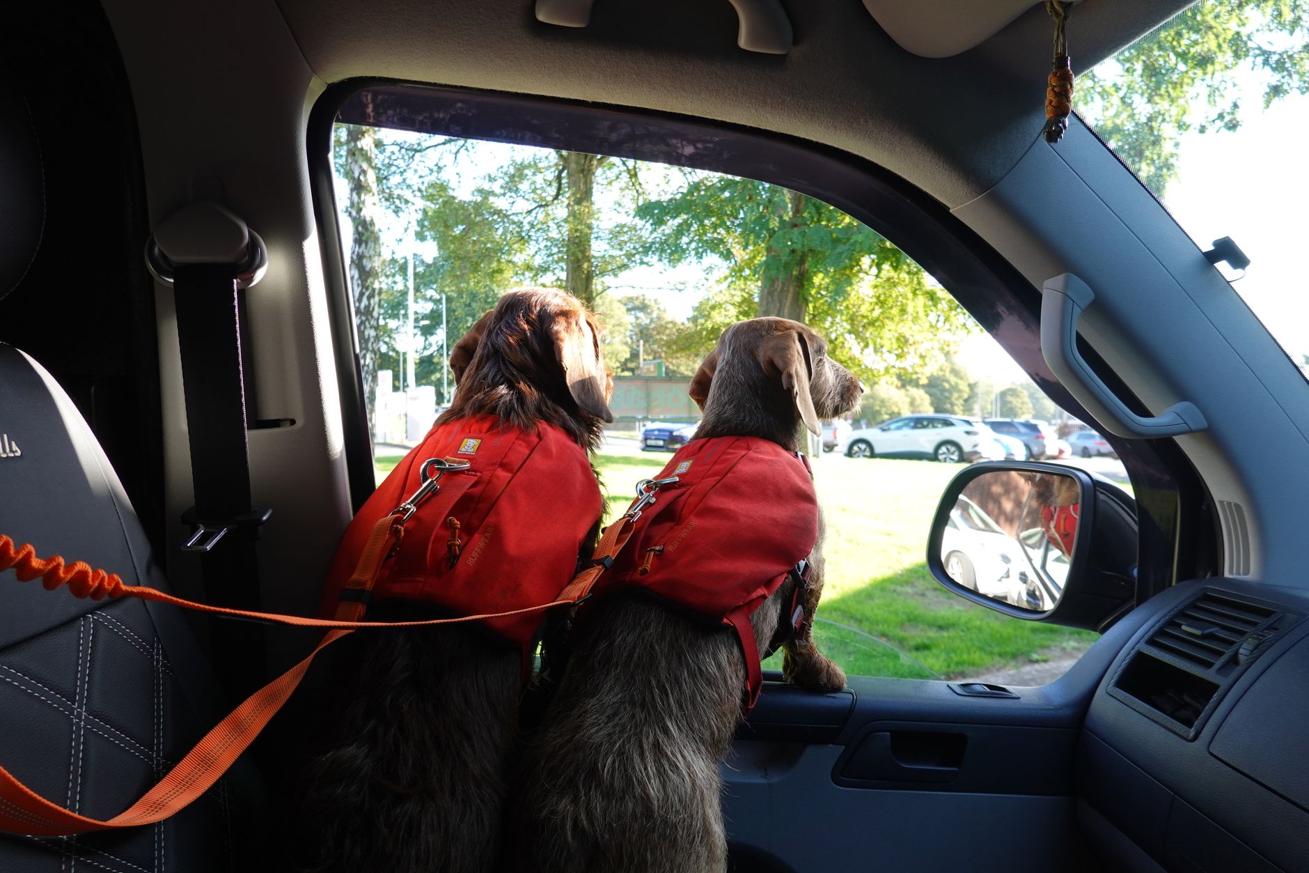 calm dog in car seat looking out window peaceful