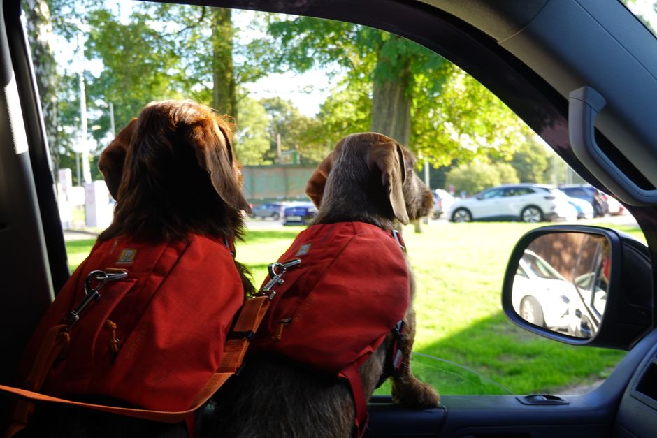 Two dogs with red backpacks look out a car window, enjoying a sunny day ride outdoors.