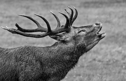 Free Close-up of a roaring red deer stag captured in black and white, showcasing its imposing antlers. Stock Photo