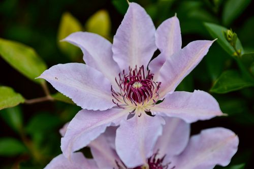 Free Delicate lilac clematis flower with vibrant stamens in a lush English garden setting. Stock Photo