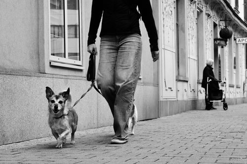 Free Black and white street scene of a person walking a dog, with an elderly person in the background. Stock Photo