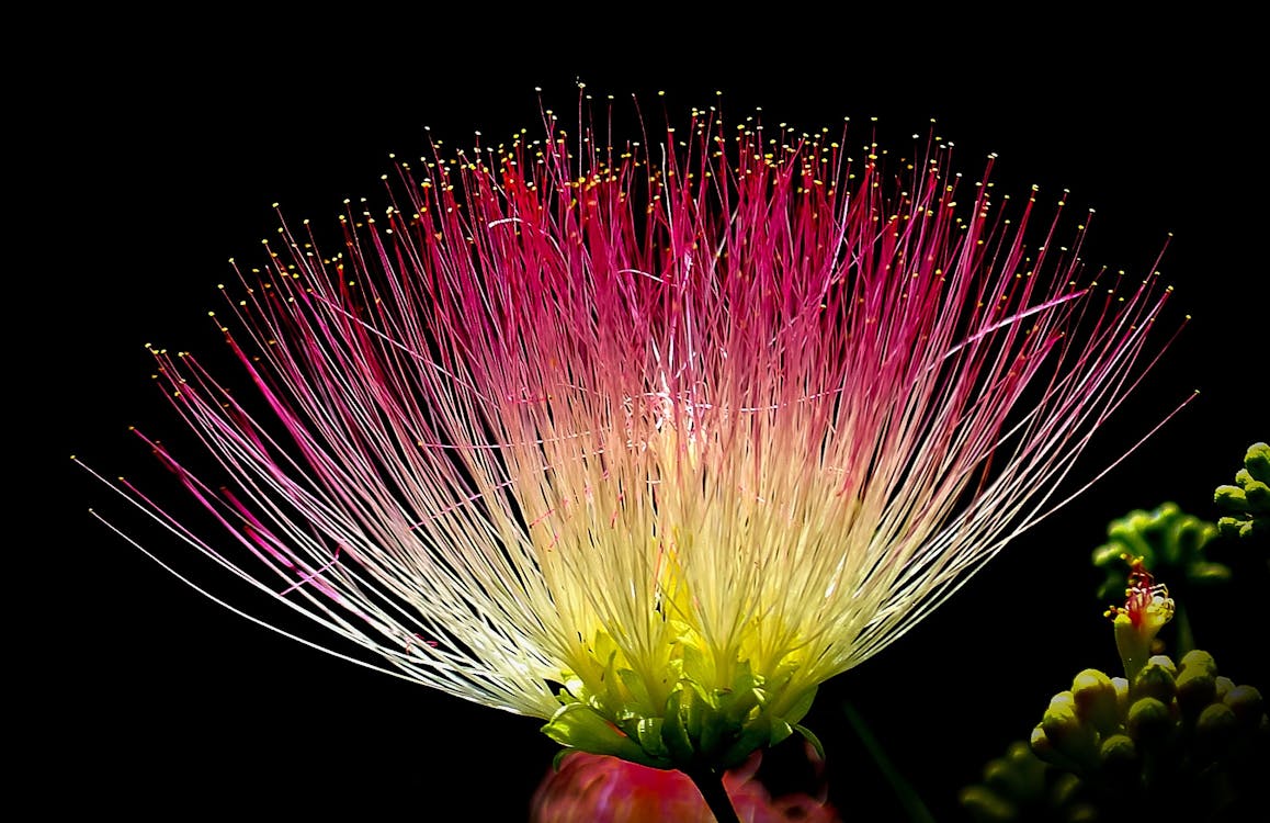 Imagine de stoc gratuită din colorat, floare, floră