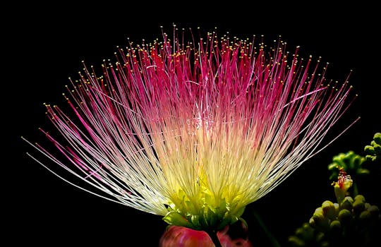 بستان ورد المصــــــــراوية - صفحة 5 Flower-exotic-colorful-pink-39574