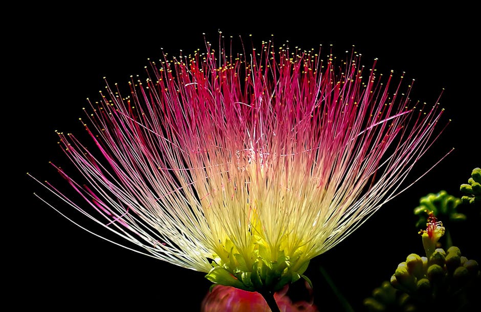 6 TED & TEDx talks that can change your perspective in life 1 flower exotic colorful pink 39574