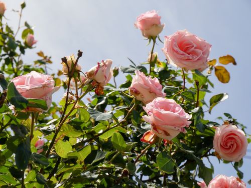 Free Close-up of pink roses blooming under clear blue sky, showcasing natural beauty. Stock Photo