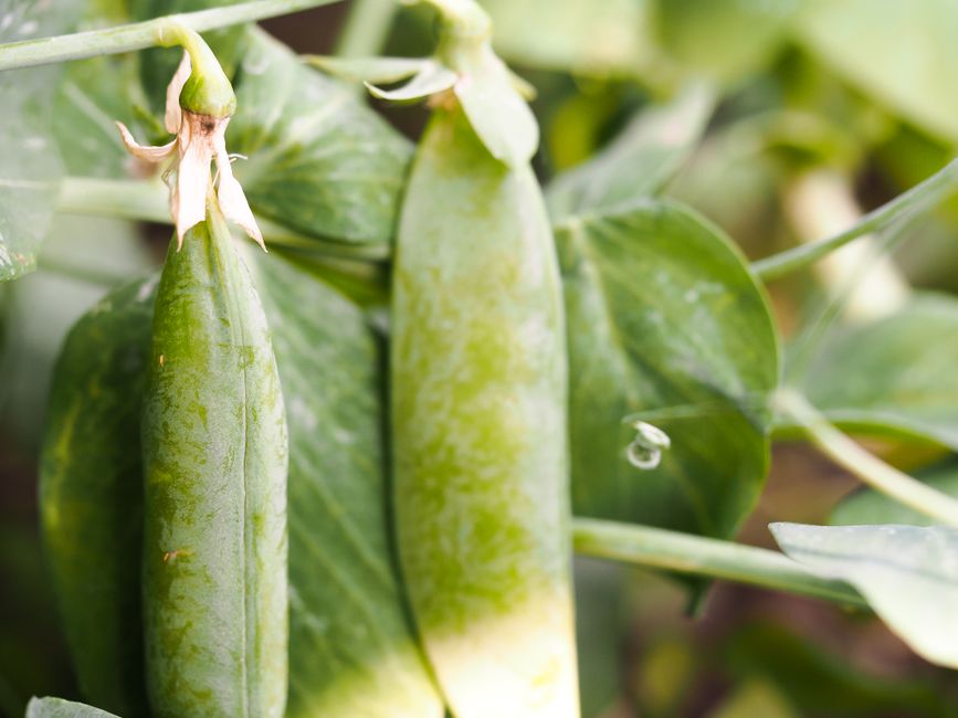 A detailed view of snap peas growing in a garden, showcasing fresh and healthy produce.