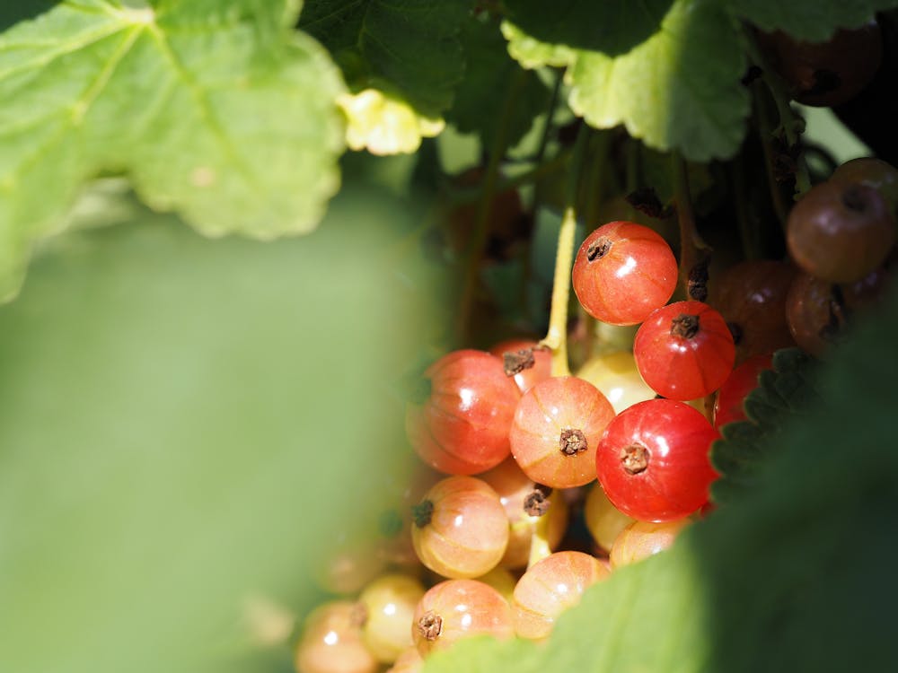 Free stock photo of currant, eating healthy, farmer