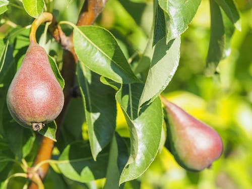 Fotos de stock gratuitas de agricultura, árbol, colgando