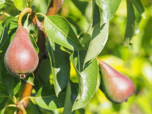 Free Close-up of unripe red pears hanging from a tree with green leaves in bright sunlight. Stock Photo