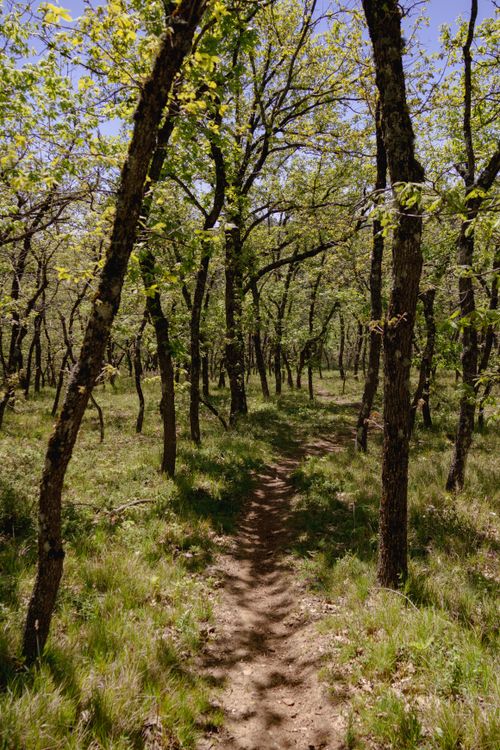 Free A tranquil forest path under a canopy of fresh spring leaves in Greece. Stock Photo