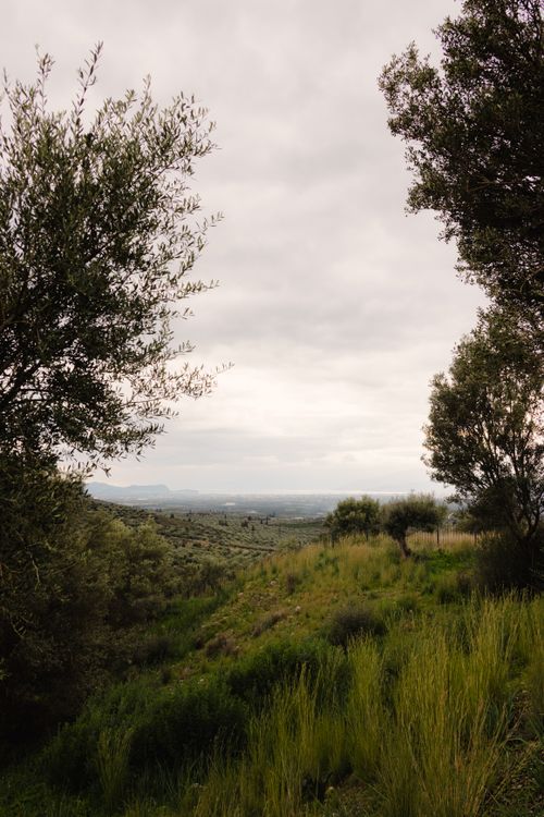Free Breathtaking view of olive trees and greenery under a cloudy sky in Greece. Stock Photo