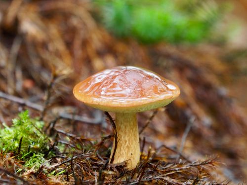 Free Detailed view of a solitary mushroom in a moist forest environment. Stock Photo