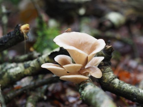 Free Detailed shot of oyster mushrooms growing on a log, highlighting their unique shape and texture. Stock Photo