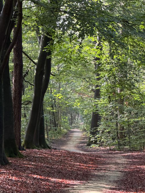 Free A serene forest pathway in Noord-Brabant, perfect for nature walks and exploration. Stock Photo