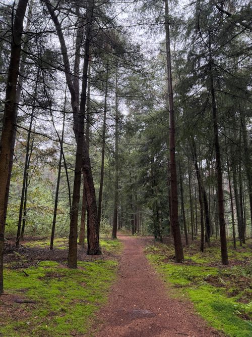 Free Serene forest path surrounded by lush trees and green moss, creating a tranquil nature scene. Stock Photo