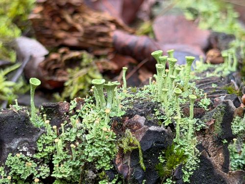 Free Detailed macro of Cladonia lichen thriving on a log in a natural woodland setting. Stock Photo