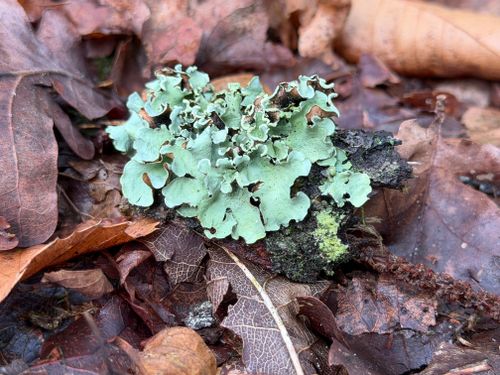 Free Close-up of green lichen on a bed of brown autumn leaves in a forest setting. Stock Photo