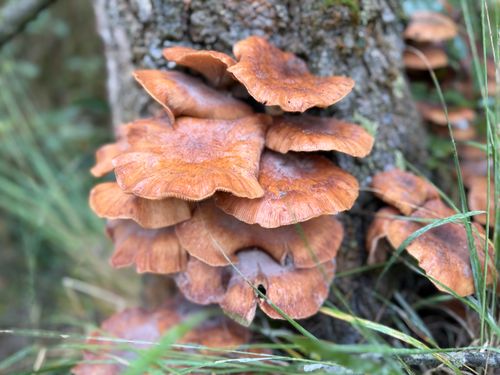 Free Close-up of Armillaria mushrooms on a tree trunk highlighting their orange-brown caps in a forest setting. Stock Photo