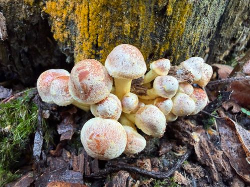 Free Group of honey mushrooms growing on mossy tree bark in a forest setting. Stock Photo