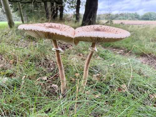 Free Close-up of two parasol mushrooms in a vibrant grassy forest clearing during daylight. Stock Photo