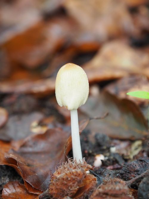 Free Delicate forest mushroom growing among autumn leaves on forest floor. Stock Photo