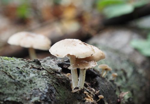 Free Close-up of wild mushrooms on a forest log, captured in detail with natural lighting. Stock Photo