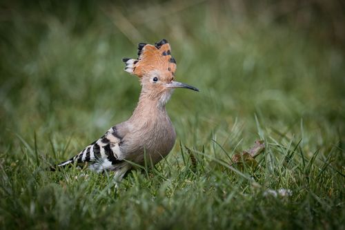 Free A detailed shot of a Eurasian Hoopoe bird standing in a grassy field. Stock Photo