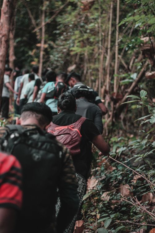Free Adventurers trek through the lush forests of Thrissur, Kerala, showcasing nature's beauty. Stock Photo