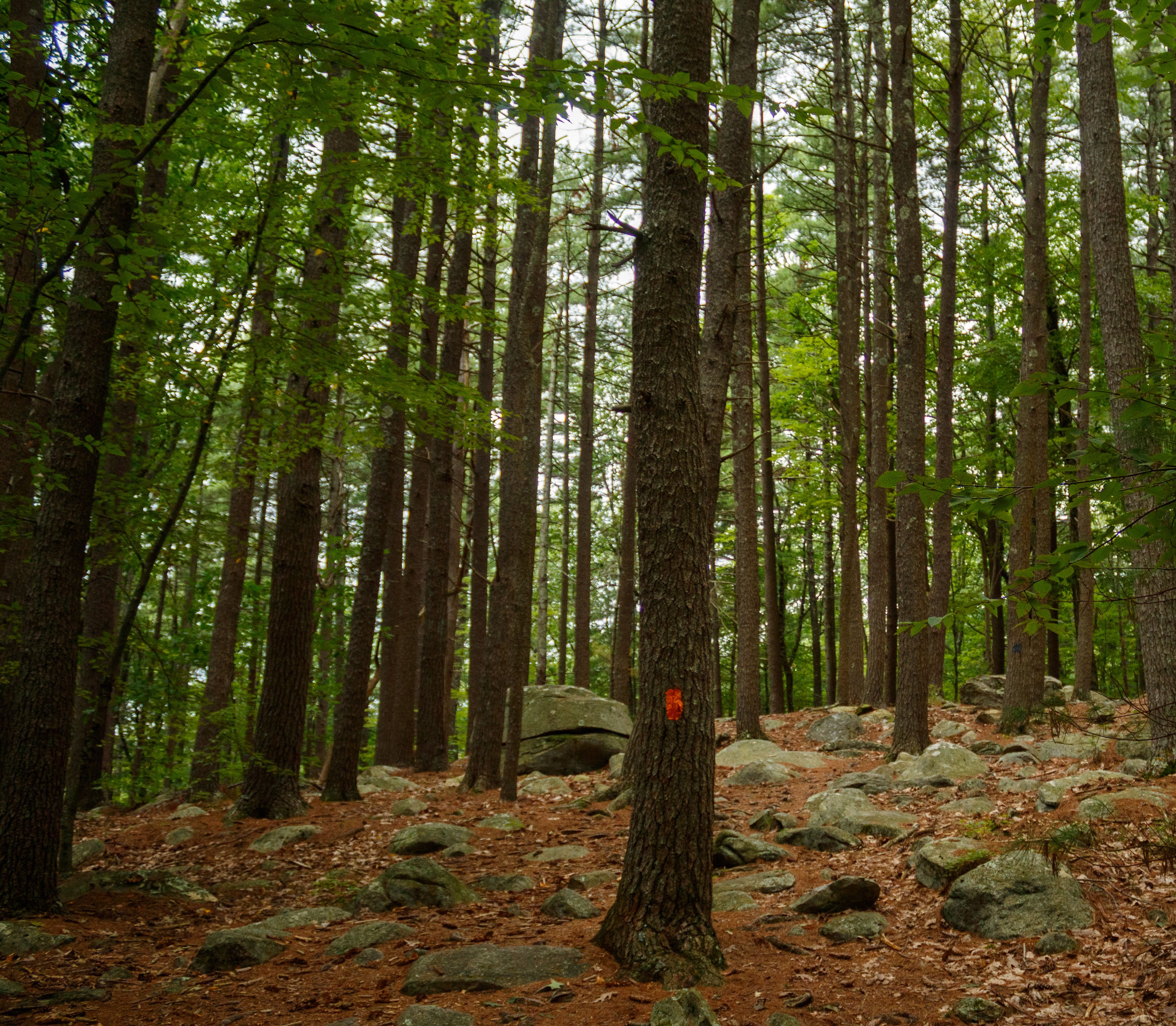 Peaceful forest scene with towering trees and a marked trail in Sutton, MA.