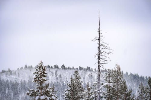 Gratis lagerfoto af bjerg, forkølelse, nåletræ