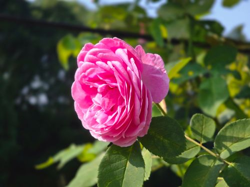 Free A vibrant pink rose in full bloom against a lush green background, capturing nature's elegance. Stock Photo