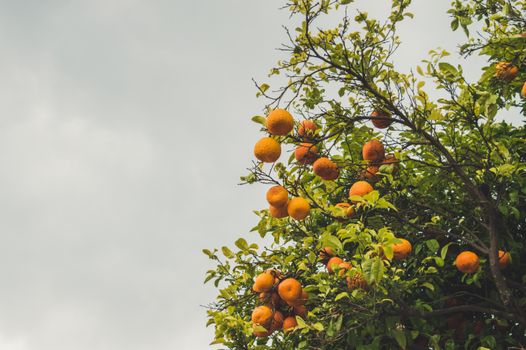 Ripe oranges hanging on a tree against a cloudy sky, captured outdoors in Tunisia.